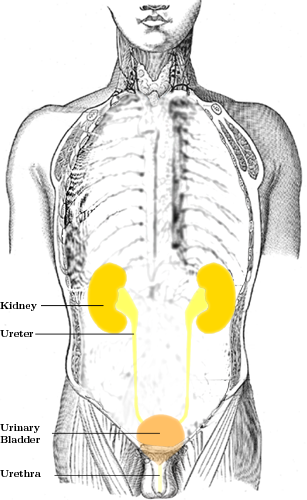 Urology in Germany