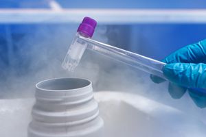 Oocyte cryopreservation