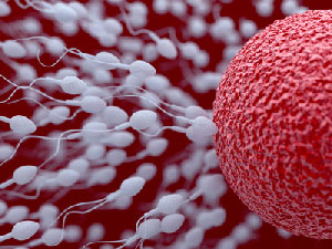 Insemination